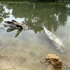 Cá chết nổi trắng trên sông Bàu Giang. (Ảnh: Lê Ngọc Phước/TTXVN)