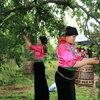 [Photo] Trải nghiệm thú vị trong Ngày hội hái quả mận Sơn La