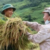 [Photo] Bộ đội biên phòng Lai Châu giúp dân thu hoạch lúa “chạy mưa”