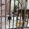 Cá thể khỉ đuôi lợn được nuôi nhốt trong lồng tại tỉnh Hưng Yên trước khi được cứu hộ. (Ảnh: TTXVN phát)