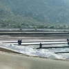 Sản xuất muối và phát triển công nghiệp sau muối ở khu vực phía Nam của tỉnh đang được tỉnh Ninh Thuận tập trung thu hút đầu tư. (Ảnh: Công Thử/TTXVN)