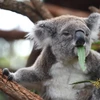  Gấu koala tại Port Macquarie, Australia. (Ảnh: AFP/TTXVN)