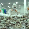 Người tiêu dùng Belarus quen thuộc với nhiều sản phẩm hải sản của Việt Nam. Trong ảnh: Chế biến tôm xuất khẩu tại công ty Cafatex - Hậu Giang. (Ảnh: TTXVN)