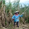 Nông dân trồng mía ở vùng mía Ninh Hòa, Khánh Hòa tất bật vào vụ thu hoạch. (Ảnh: Phan Sáu/TTXVN)
