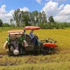Nông dân thu hoạch lúa tại huyện Châu Thành A, Hậu Giang. (Ảnh: Duy Khương/TTXVN)