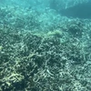 Một khu vực trong khu bảo tồn vịnh Nha Trang rạn san hô ở tình trạng chất lượng rất kém. (Ảnh: TTXVN phát)