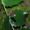 Hoa, quả và lá của cây Euonymus aquifolium trong tự nhiên. (Nguồn: Xinhua)