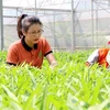 Chị Nguyễn Thị Trâm với mô hình nông nghiệp công nghệ cao, được bình chọn là một trong 100 nông dân Việt Nam xuất sắc. (Ảnh: Đinh Văn Nhiều/TTXVN) 