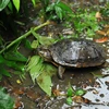 Rùa Trung Bộ đặc hữu của Việt Nam được nuôi dưỡng bán hoang dã tại Trung tâm bảo tồn rùa Cúc Phương. (Ảnh: Minh Đức/TTXVN)