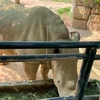 Một con tê giác tại Khu sinh thái Mường Thanh Diễn Lâm. (Nguồn: thanhnien.vn)