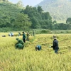 [Photo] Bộ đội Biên phòng Điện Biên giúp người dân thu hoạch lúa