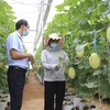 Mô hình trồng dưa lưới theo hướng nông nghiệp công nghệ cao Trung tâm Nghiên cứu và Chuyển giao công nghệ tăng trưởng xanh, xã Phước Tiến, huyện Bác Ái, Ninh Thuận. (Ảnh: TTXVN)