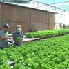 Mô hình trồng rau thủy canh ứng dụng công nghệ cao của Công ty Hương Đất An Phú, thành phố Pleiku, Gia Lai. (Ảnh: Hoài Nam/TTXVN)