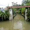 Thôn Vạn Thọ, xã vạn Hòa, huyện Nông Cống, Thanh Hóa bị ngập trong nước lũ. (Ảnh: Nguyễn Nam/TTXVN)