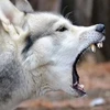 Con chó Husky lai mắc bệnh dại có thể được nhập lậu từ Maroc. (Nguồn: thevibes.com)