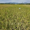 Mô hình sản xuất lúa sạch chất lượng cao tại Ninh Thuận (Ảnh: Nguyễn Thành/TTXVN) 
