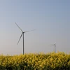 Tuabin điện gió trên cánh đồng cải dầu ở Boissy-La-Rivire, Pháp. (Nguồn: Bloomberg)