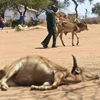 Động vật chết do hạn hán tại Ilbisil, Kajiado Central, Kenya, ngày 24/10/2022. (Ảnh: AFP/ TTXVN)
