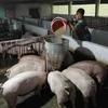 Nghiên cứu phản ánh liên quan vấn đề xuất khẩu thịt lợn để cứu giá