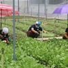 Chăm sóc rau màu ở xã Tân Đông, huyện Gò Công Đông. (Ảnh: Minh Trí/TTXVN)