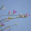 [Photo] Lung linh sắc hoa ban đầu mùa nơi thung lũng Mường Thanh