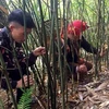 Người dân xã Dền Thàng lên rừng thu hoạch măng sặt. (Ảnh: Quốc Khánh/TTXVN)