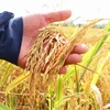 Giống lúa OM18 hiện được thương lái thu mua với giá 6.700-6.900 đồng/kg, tăng khoảng 1.000 đồng/kg so với vụ Đông Xuân 2021-2022. (Ảnh: Thu Hiền/TTXVN)