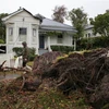 Cây cối bị quật đổ do bão Gabrielle tại Auckland, New Zealand, ngày 13/2/2023. (Ảnh: THX/TTXVN)