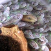 Loài động vật có nguy cơ tuyệt chủng này được gọi là “lươn thủy tinh” do vẻ ngoài trong suốt của chúng. (Nguồn: WWF)