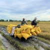 Thương lái vào tận ruộng thu mua lúa của nông dân với mức giá từ 7.500 đến 8.000 đồng/kg. (Ảnh: Chanh Đa/TTXVN)