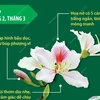[Infographics] Hoa ban - Loài hoa biểu tượng của núi rừng Tây Bắc