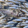Hàng triệu con cá chết đã làm tắc nghẽn sông Darling ở Menindee trong nhiều ngày. (Nguồn: ABC News)