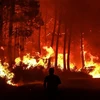 Lửa cháy thiêu rụi những cánh rừng ở vùng Belin-Beliet, Tây Nam Pháp ngày 11/8/2022. (Ảnh: AFP/TTXVN)