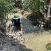 Người dân xã Tiên Long (Châu Thành, Bến Tre) trữ nước ngọt tưới cho cây trồng. (Ảnh: TTXVN phát)