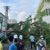 Cây trong trường Trung học cơ sở Trần Văn Ơn bị đổ ra đường Nguyễn Văn Thủ. (Ảnh: Hồng Giang/TTXVN)