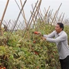Hội viên Hợp tác xã sản xuất rau củ nông sản an toàn thôn Liên Ấp, xã Việt Đoàn (Tiên Du, Bắc Ninh) thu hoạch cà chua. (Ảnh: Thanh Thương/TTXVN)