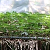 Vườn ươm cây sâm Ngọc Linh tại Công ty cổ phần sâm Ngọc Linh Kon Tum. (Ảnh: Cao Nguyên/TTXVN)