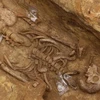 Một trong những bộ xương cổ đại được khai quật. (Nguồn: AFP)