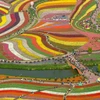Du khách tham quan Công viên hoa Dafeng Holland ở Diêm Thành, phía đông tỉnh Giang Tô, Trung Quốc. (Nguồn: AFP)