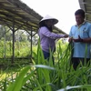 Cán bộ khuyến nông khảo sát mô hình sản xuất nông nghiệp tuần hoàn tại HTX Mekong Ngũ Thường, xã Tân Bình, huyện Phụng Hiệp, tỉnh Hậu Giang. (Ảnh: Hồng Thái/TTXVN)