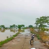 Nhiều diện tích lúa bị ngập do mưa lớn. (Nguồn: Báo Bình Thuận)
