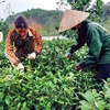 Cây chè Bát Tiên giống mới đưa vào trồng đã đem lại hiệu quả kinh tế cao cho người trồng chè ở xã Bảo Hưng, huyện Trấn Yên, tỉnh Yên Bái. (Ảnh: Tuấn Anh/TTXVN)