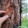 Các đối tượng “lâm tặc” khoan gốc, bơm hóa chất vào thân để cây thông chết từ từ. (Ảnh: Đặng Tuấn/TTXVN)