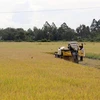 Thu hoạch lúa Hè Thu ở xã Định Hòa, huyện Gò Quao, Kiên Giang. (Ảnh: Lê Huy Hải/TTXVN)