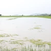 Cánh đồng lúa của người dân xã Buôn Tría, huyện Lắk bị ngập lụt nặng. (Ảnh: Tuấn Anh/TTXVN)