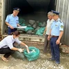 Lạng Sơn: Thu giữ 1,5 tấn móng giò lợn chảy nước, bốc mùi hôi thối