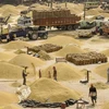 Ấn Độ không có kế hoạch hạn chế xuất khẩu loại gạo tẻ đồ
