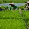 Giới đầu tư kêu gọi G20 điều chỉnh chính sách trợ cấp nông nghiệp
