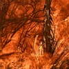 Những vụ cháy rừng gây nhiều chết chóc nhất lịch sử nước Mỹ