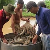Trà Vinh: Giá cá lóc ổn định, người nuôi lãi hơn 50 triệu đồng mỗi ha